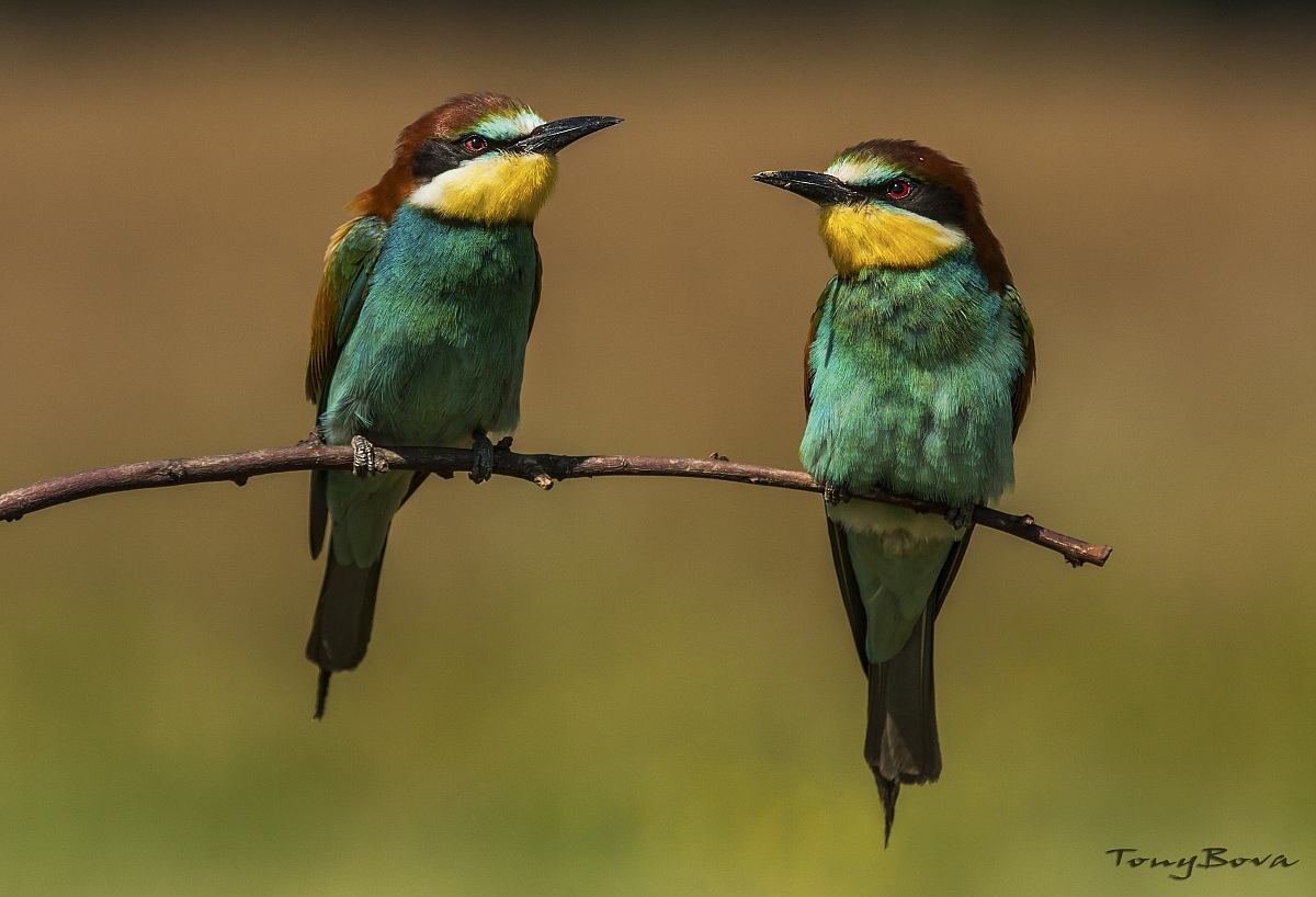 Bee-eaters ......
