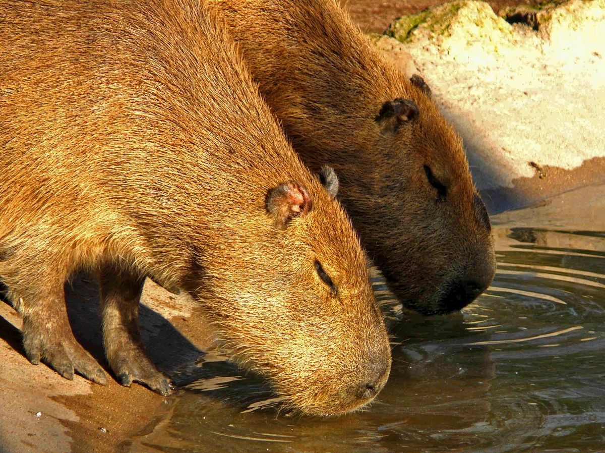 Capybara thirsty...