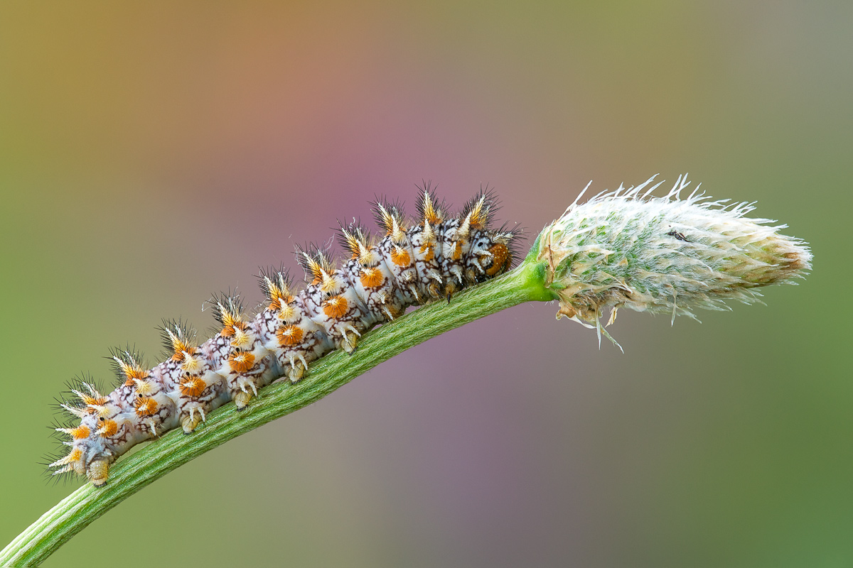 Caterpillar Melitaea didyma...