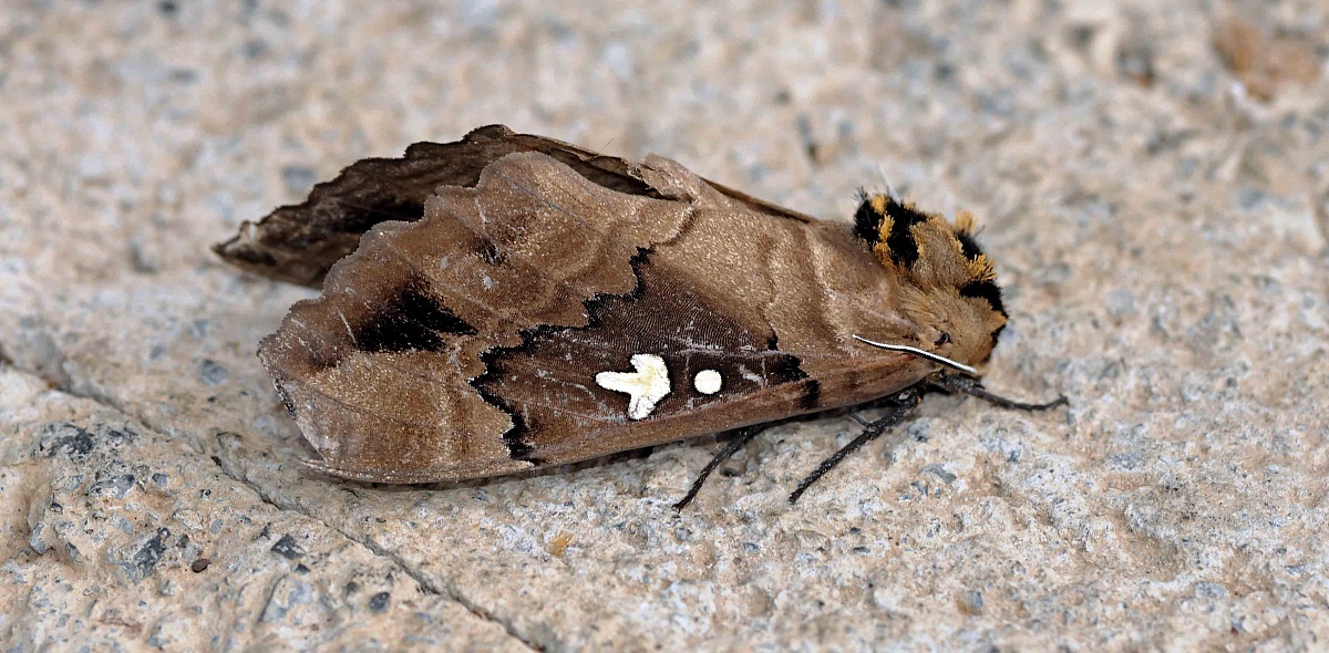Moth - Ethiopia...