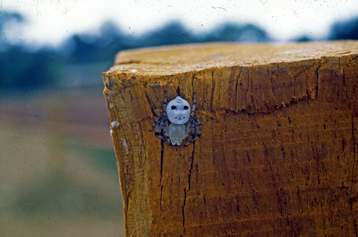 Spider in Cameroon - Slide 1982...