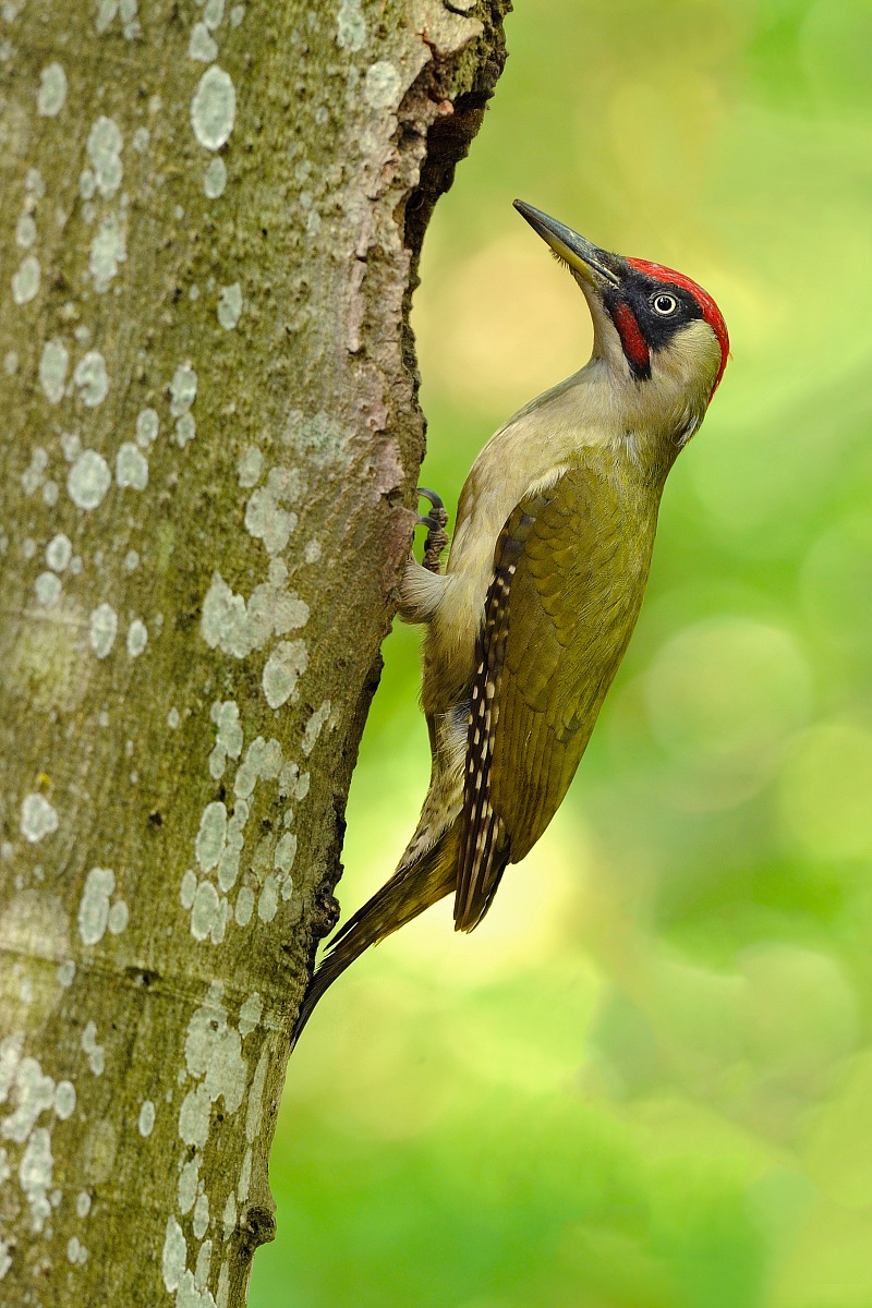 Green Woodpecker m....