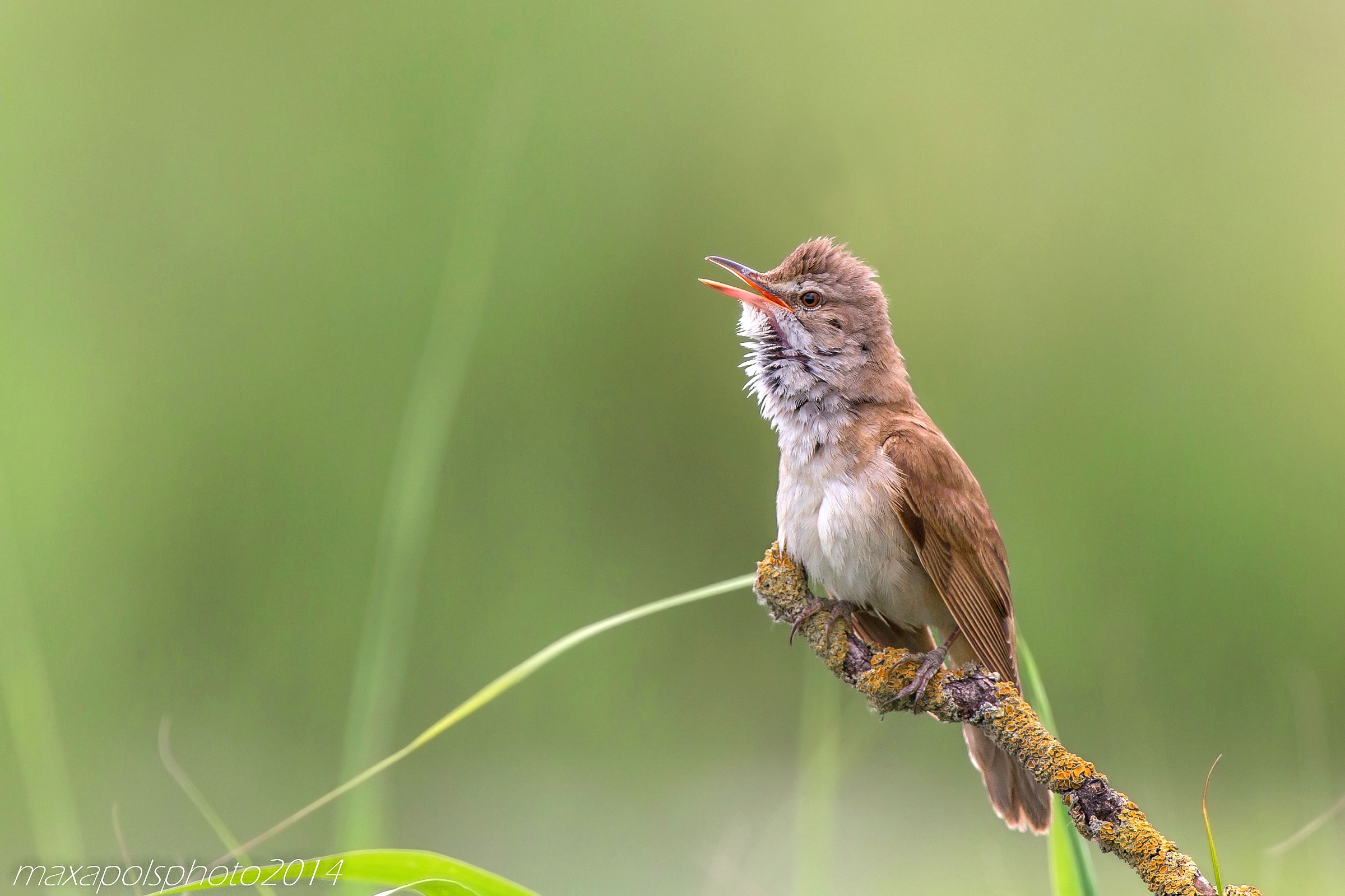 the song of the great reed warbler .....