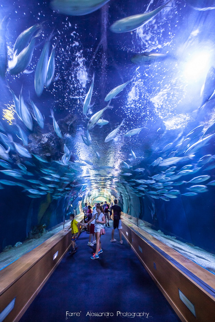 Oceanografic Valencia...