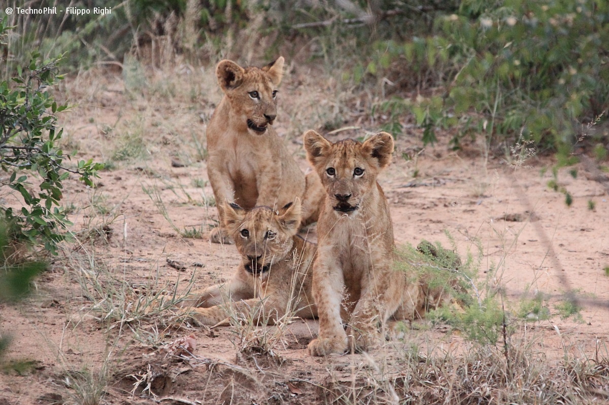 Lion cubs...