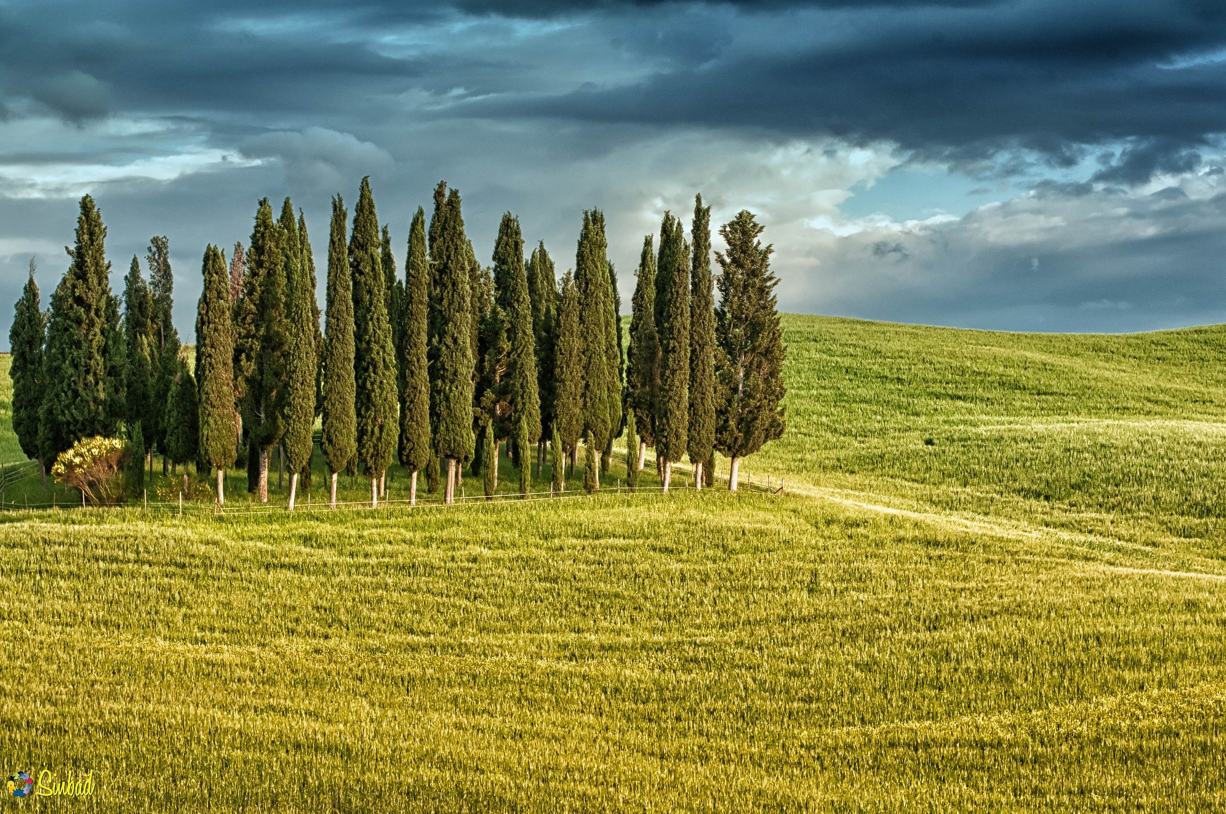 Tuscan cypress trees...
