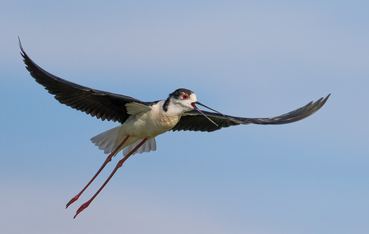 Cavaliere Volante 1...