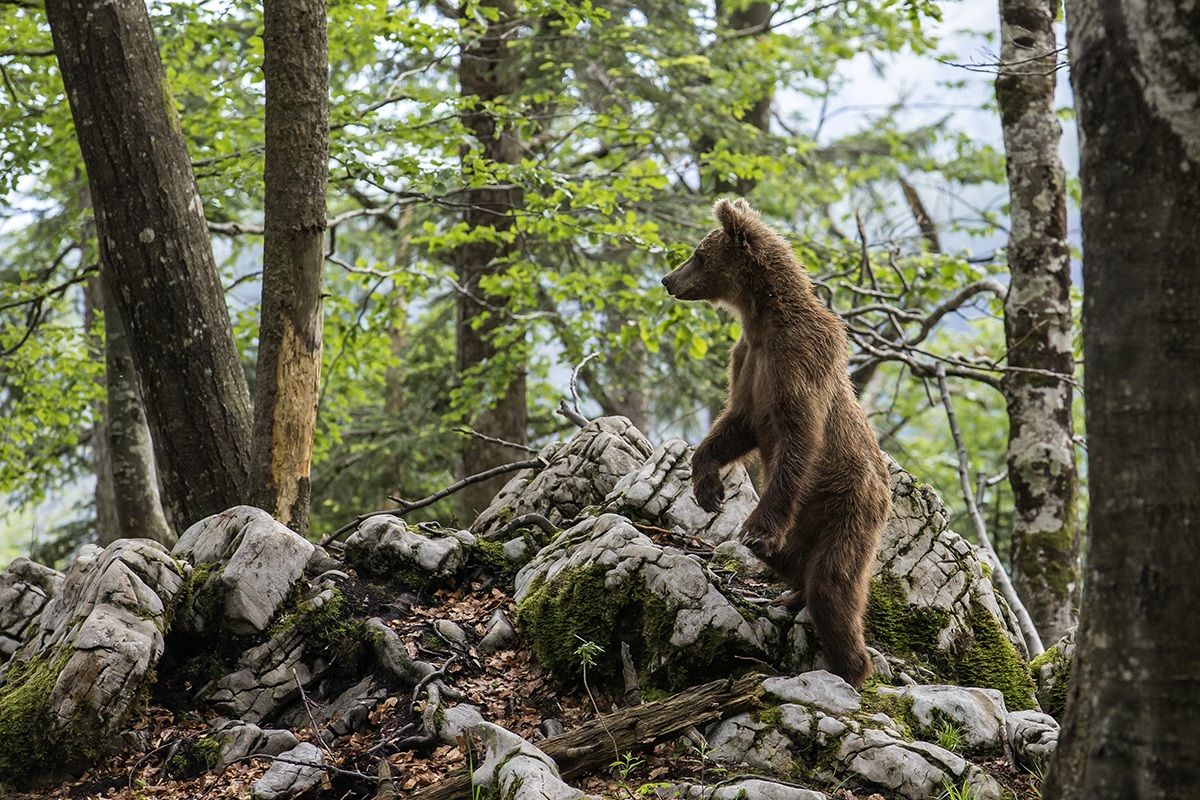 L'orso bruno foresta di Kocevje...