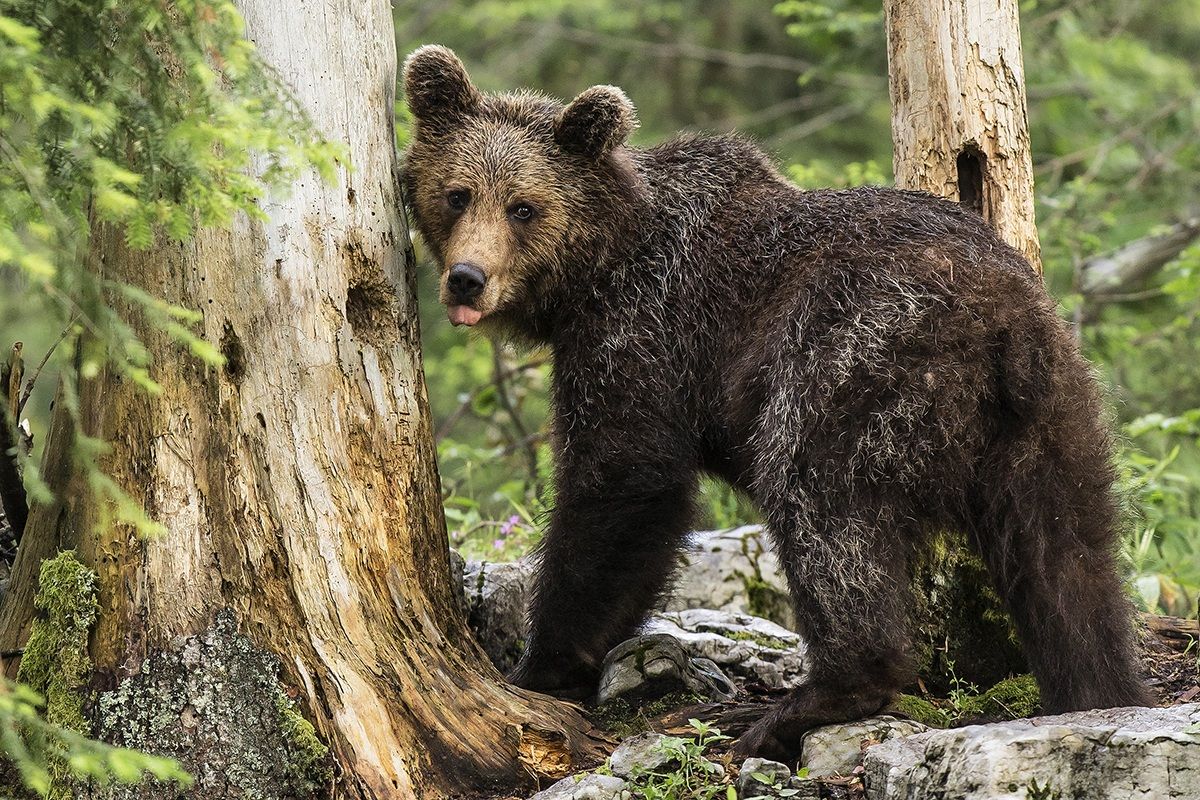L'orso bruno foresta di Kocevje...