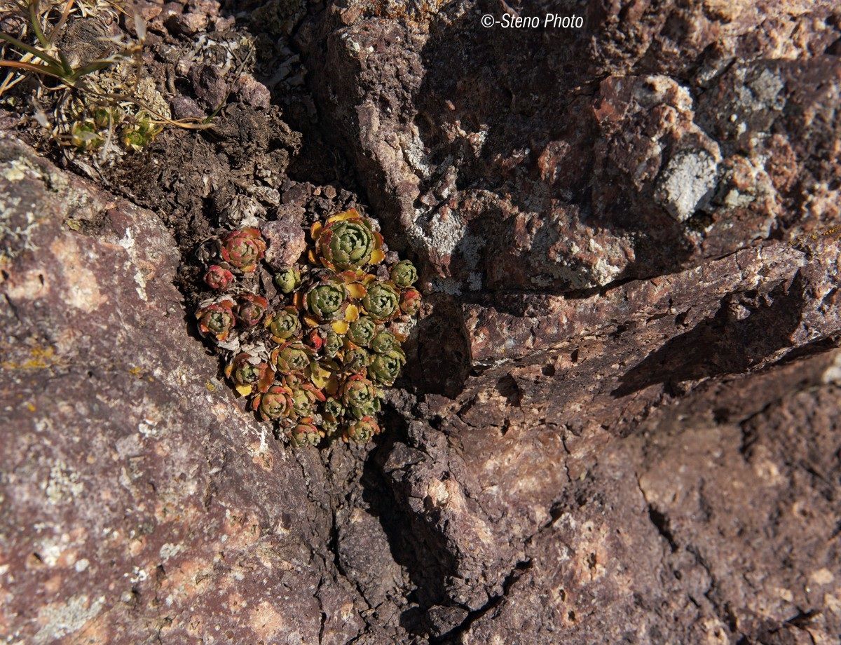 Gems among the rocks...