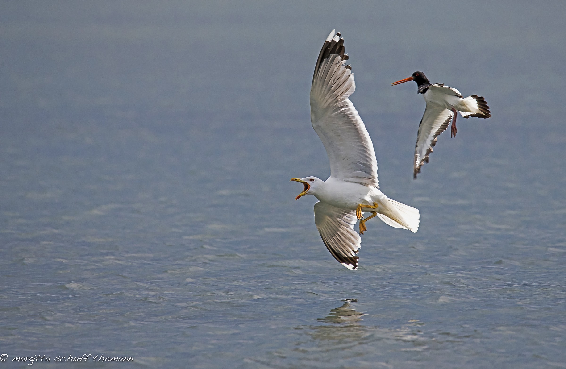 oystercatcher versus seagull .....