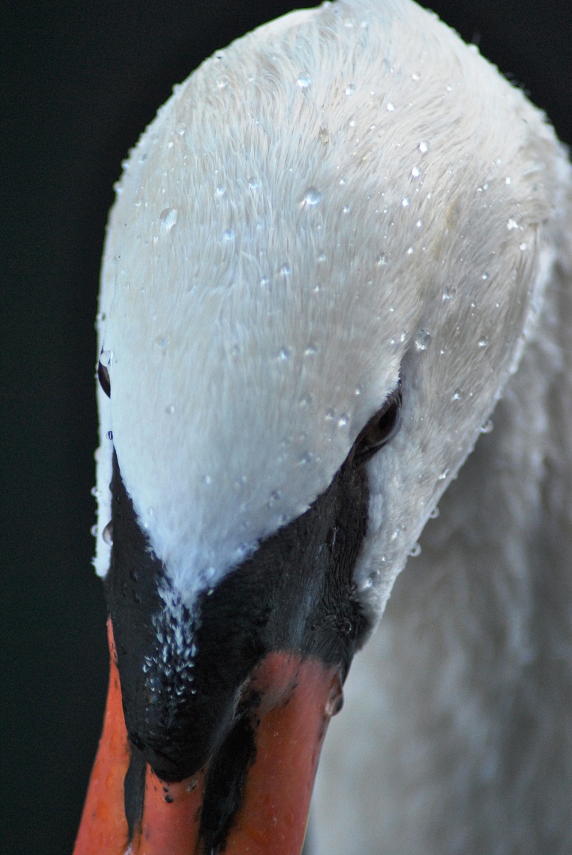 portrait of swan...