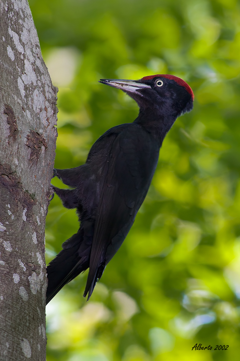 Black Woodpecker male...