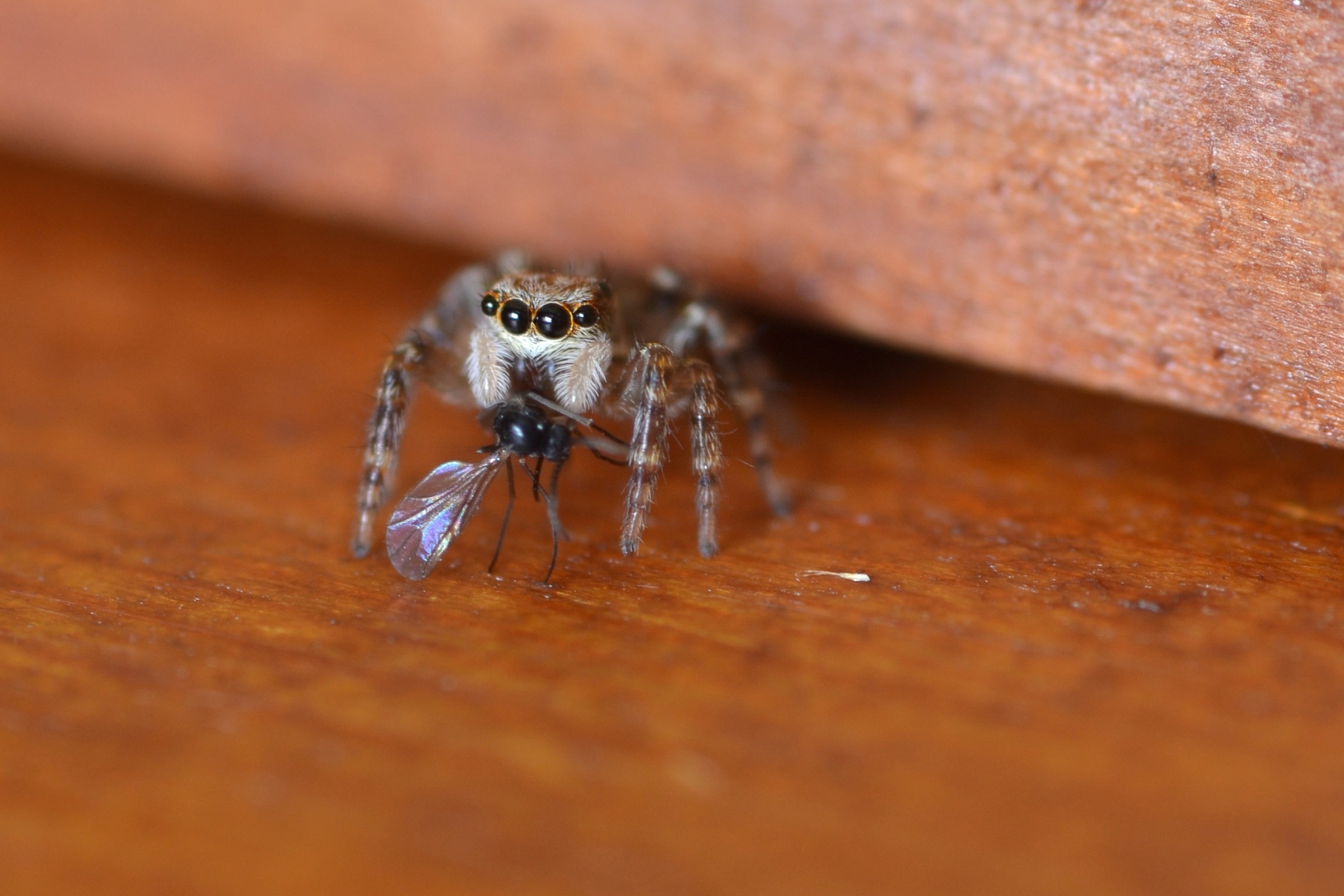 Jumping Spider hungry...