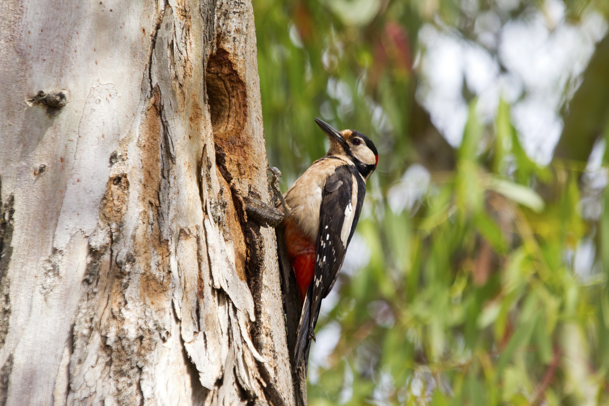 portrait of woodpecker...