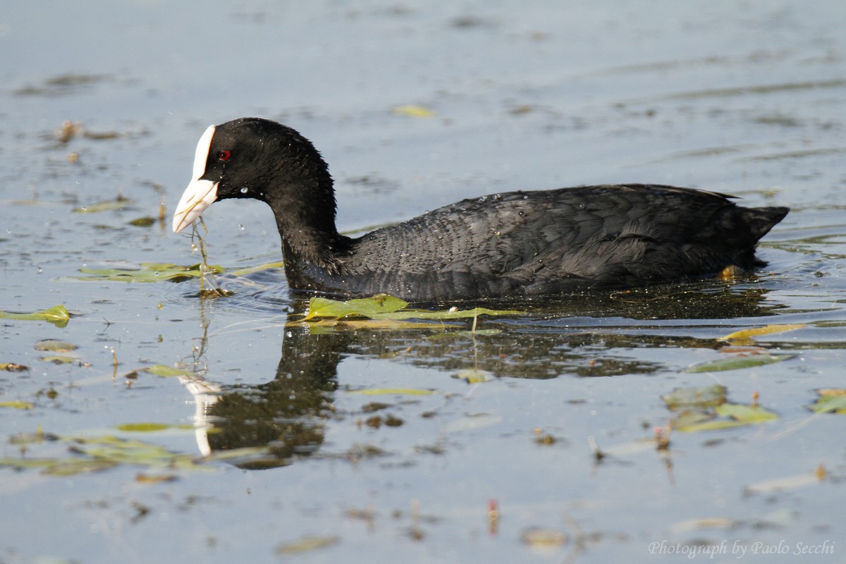 Coot...