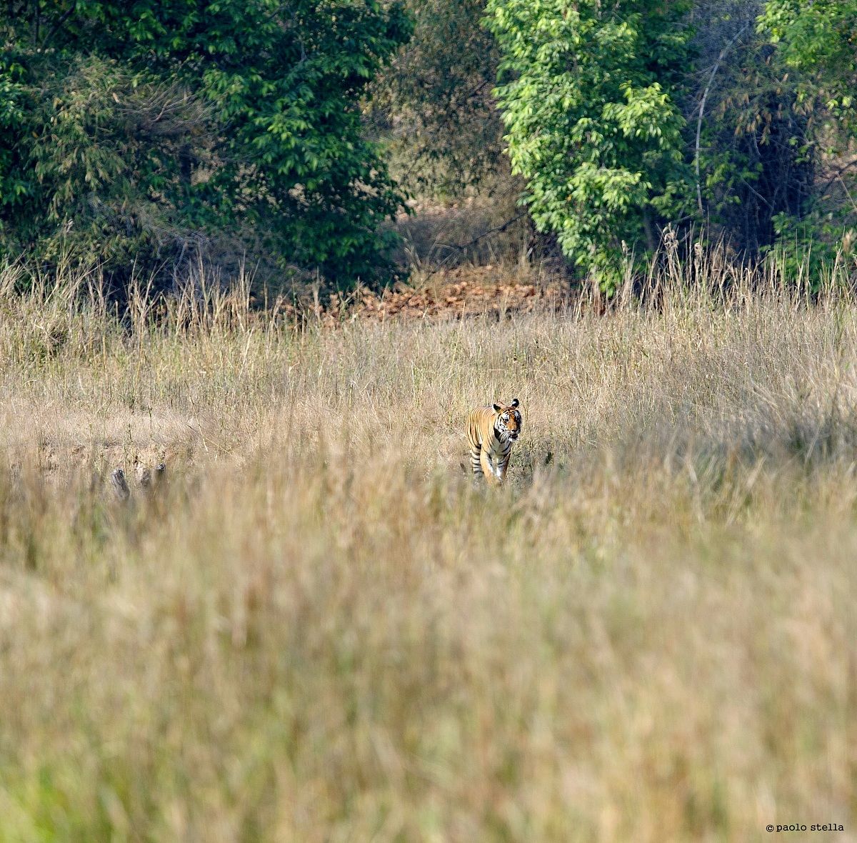 sambar deer and 'alarm call-Kankati-3...