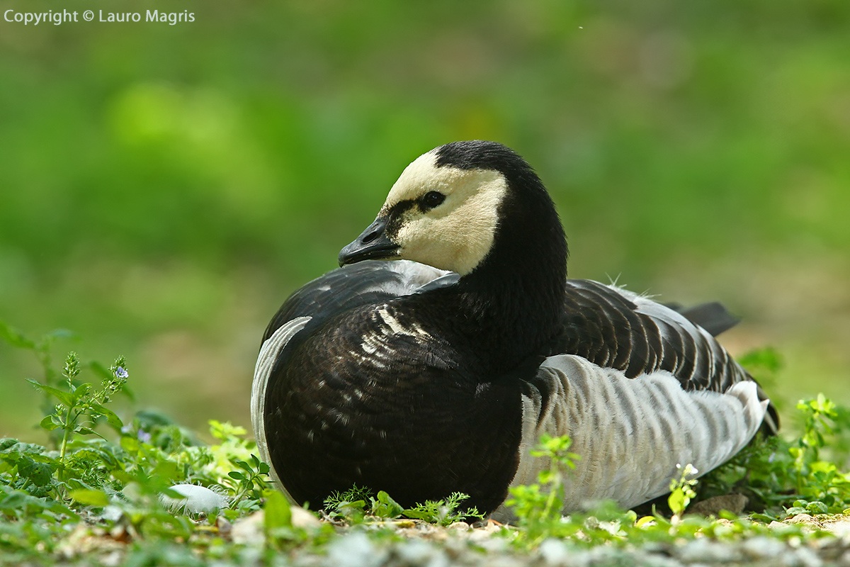Barnacle Goose in relaxation...