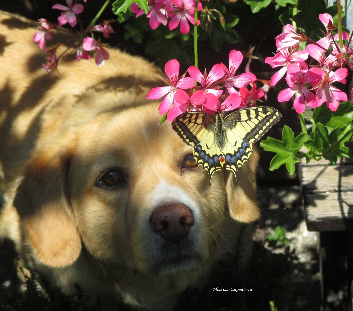 Kira with a Papilio machaon (Old World Swallowtail Butterfly)...