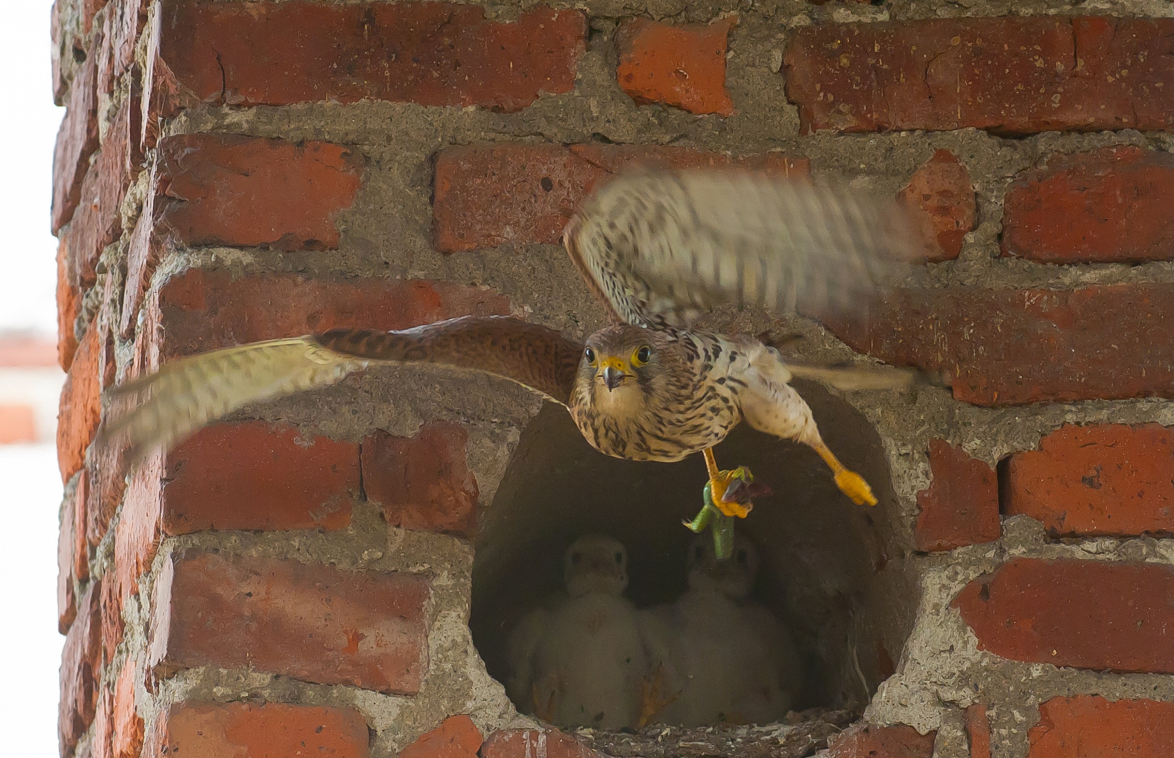kestrel...