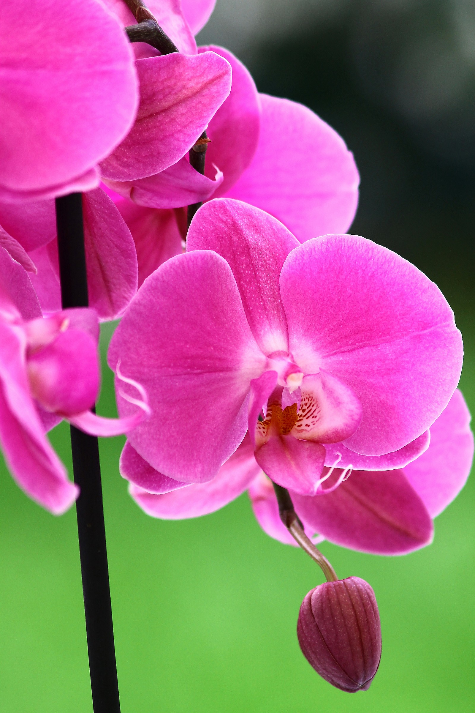 Orchidee 1...