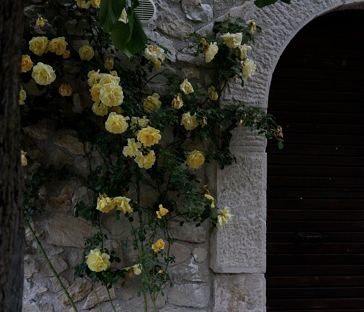 Yellow...