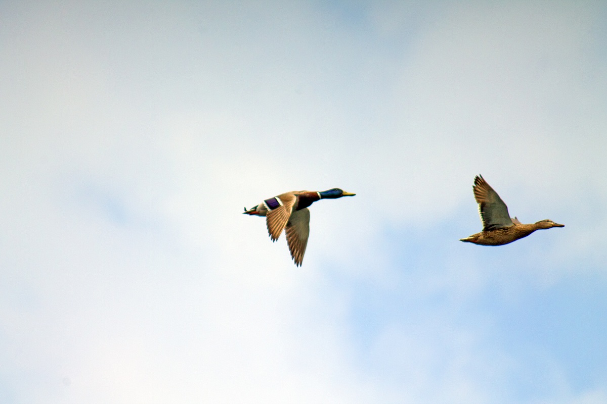 Ducks in flight...