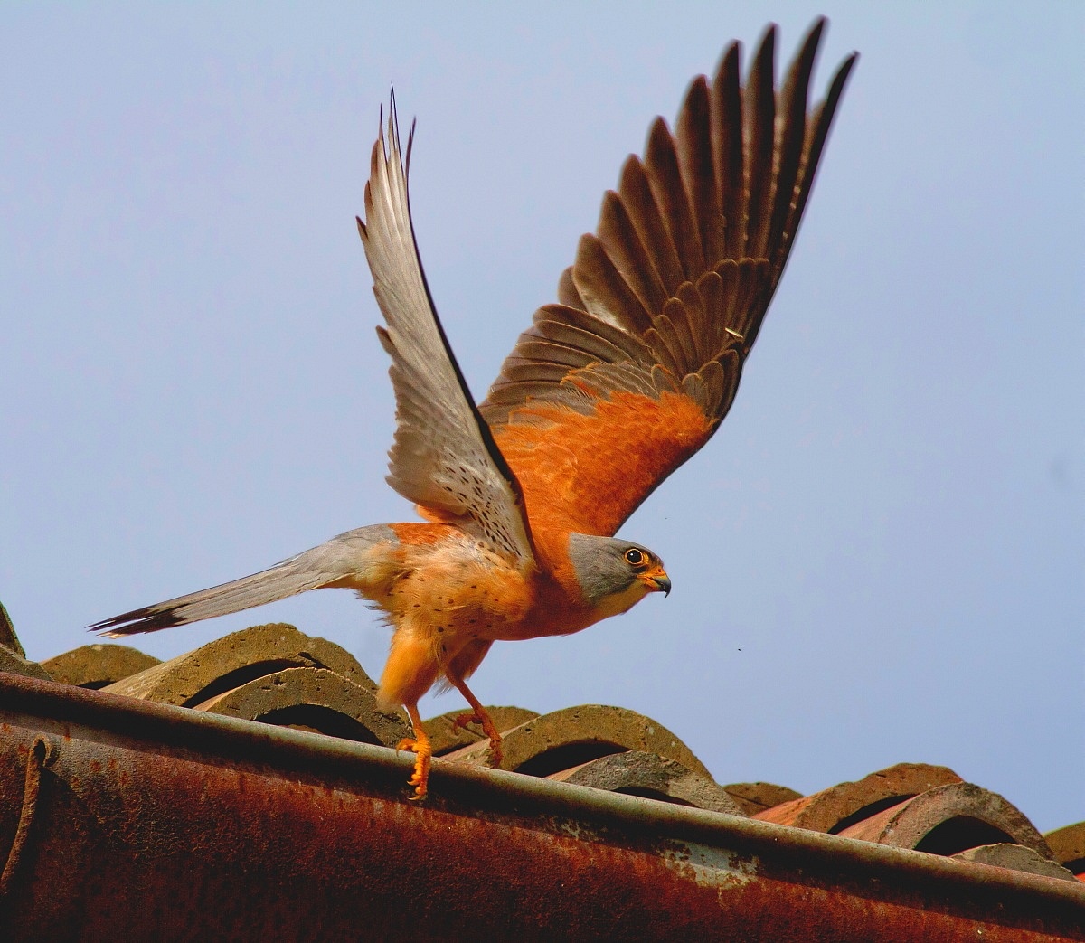 Kestrel: Fledging...