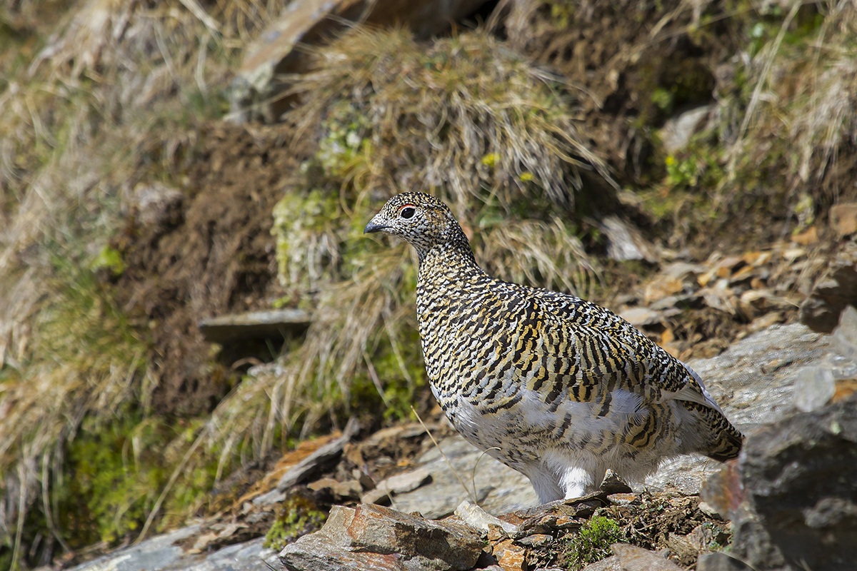 Ptarmigan - spring mimicry -...