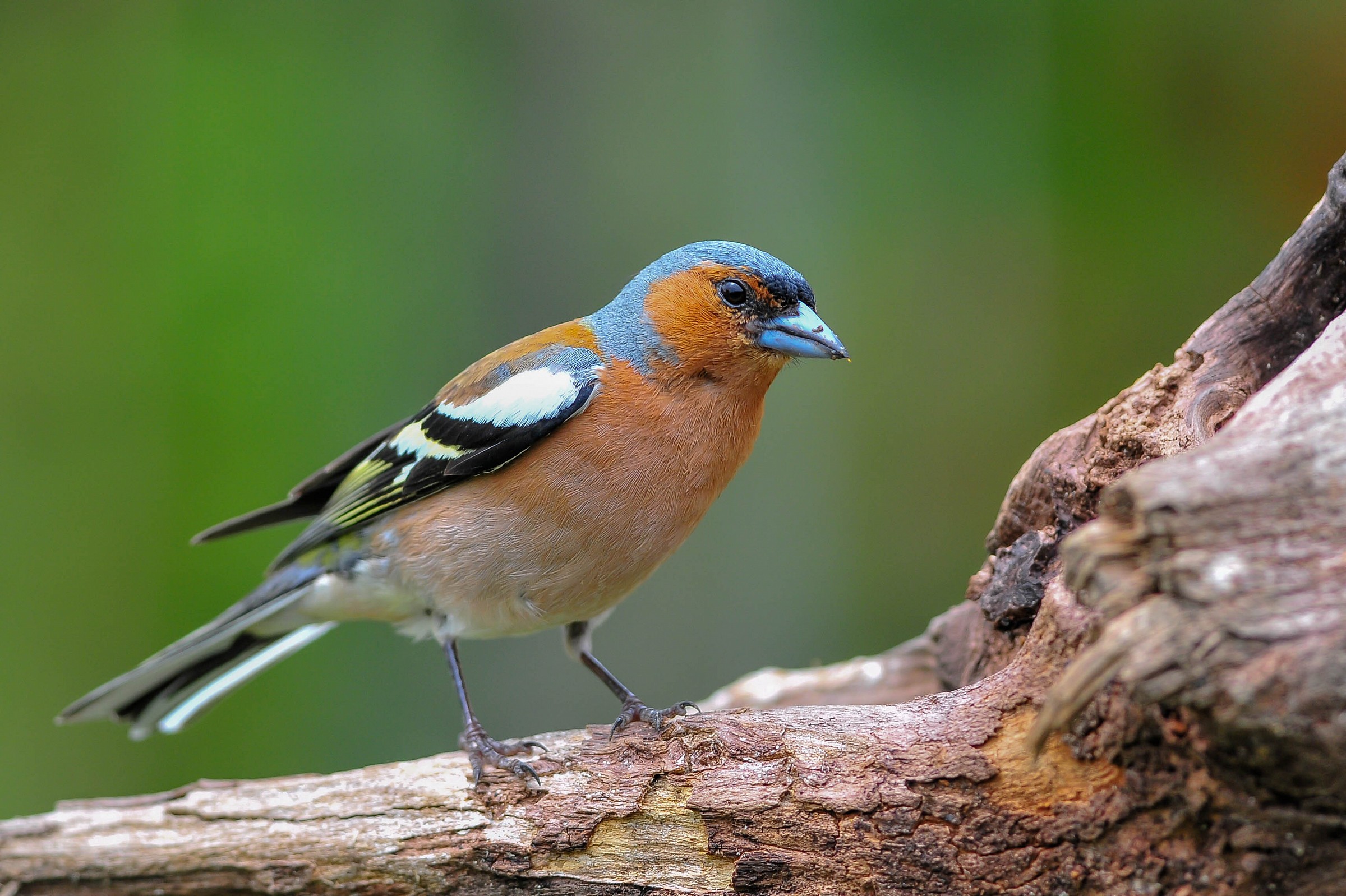 Chaffinch (M)...