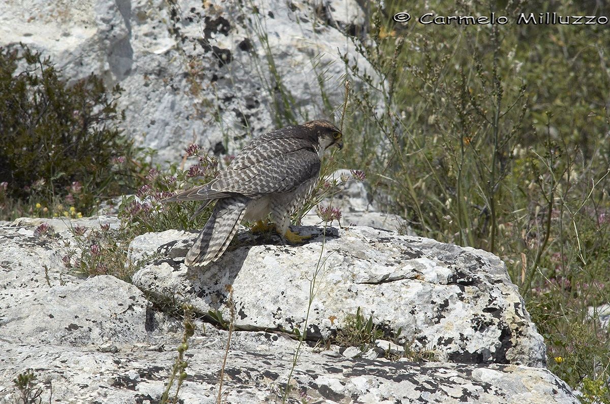 Falco Lanario- Falco biarmicus feldeggii-...