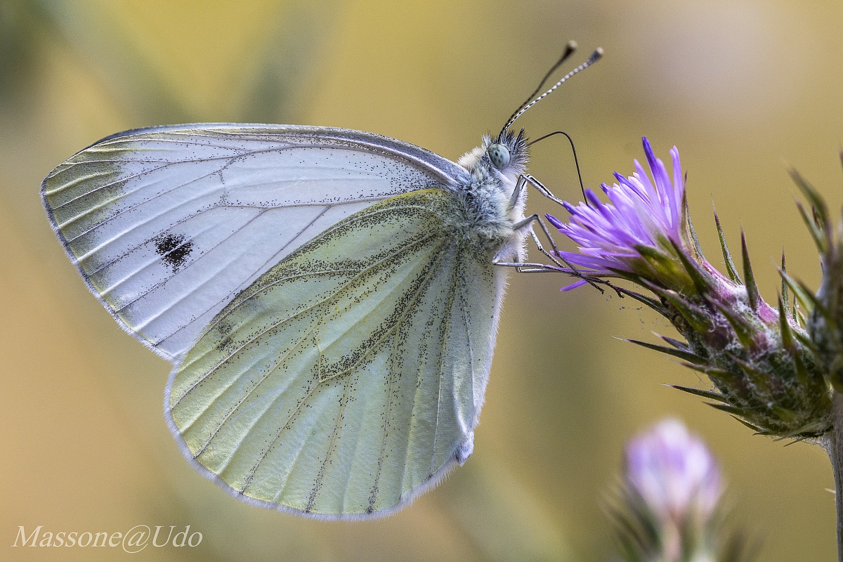 Pieris Rapae...