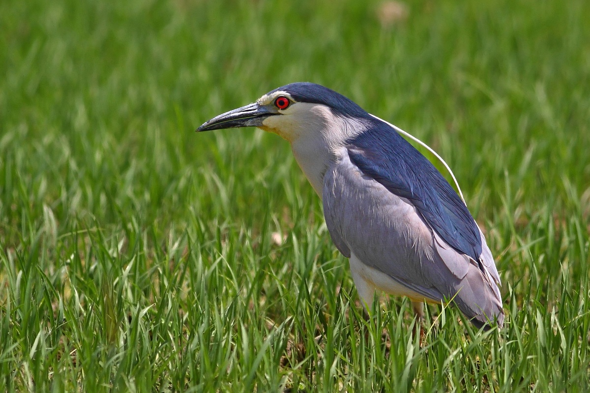 Night Heron...