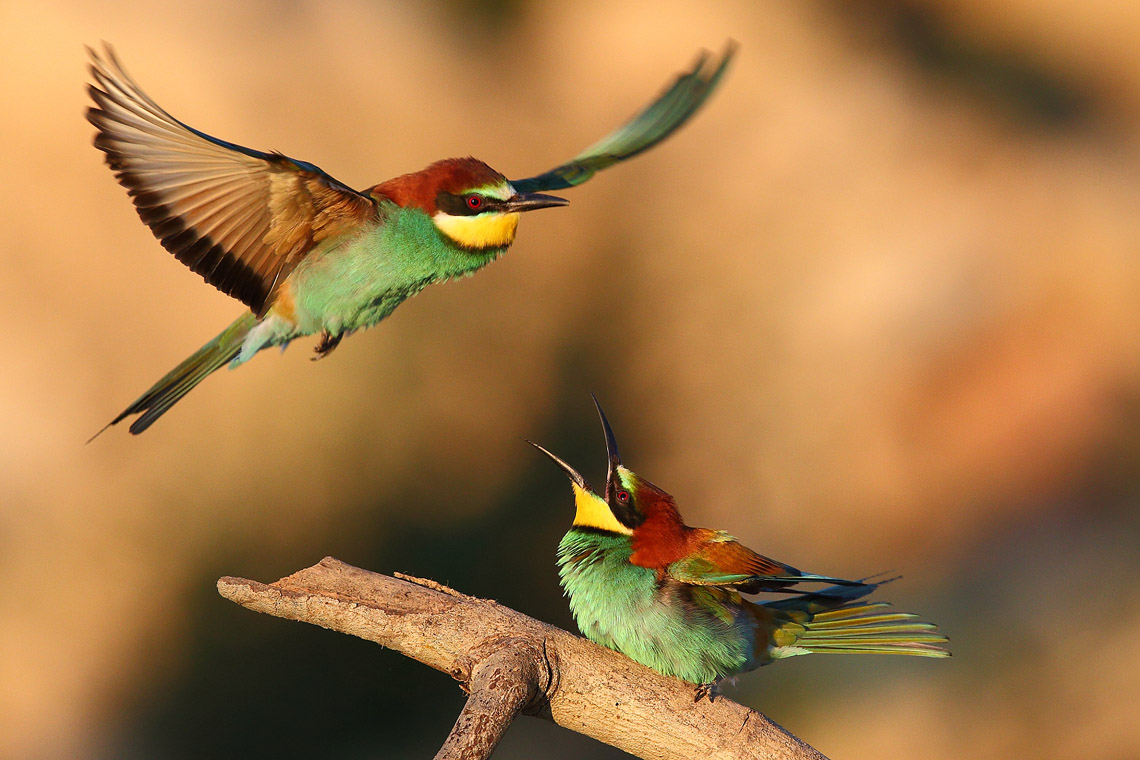 Still bee-eaters...