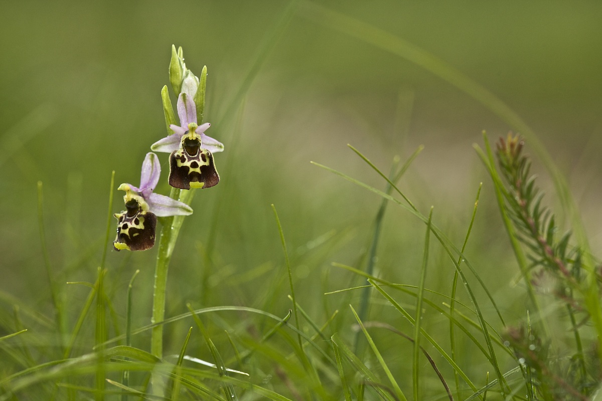 Ophrys holoserica...