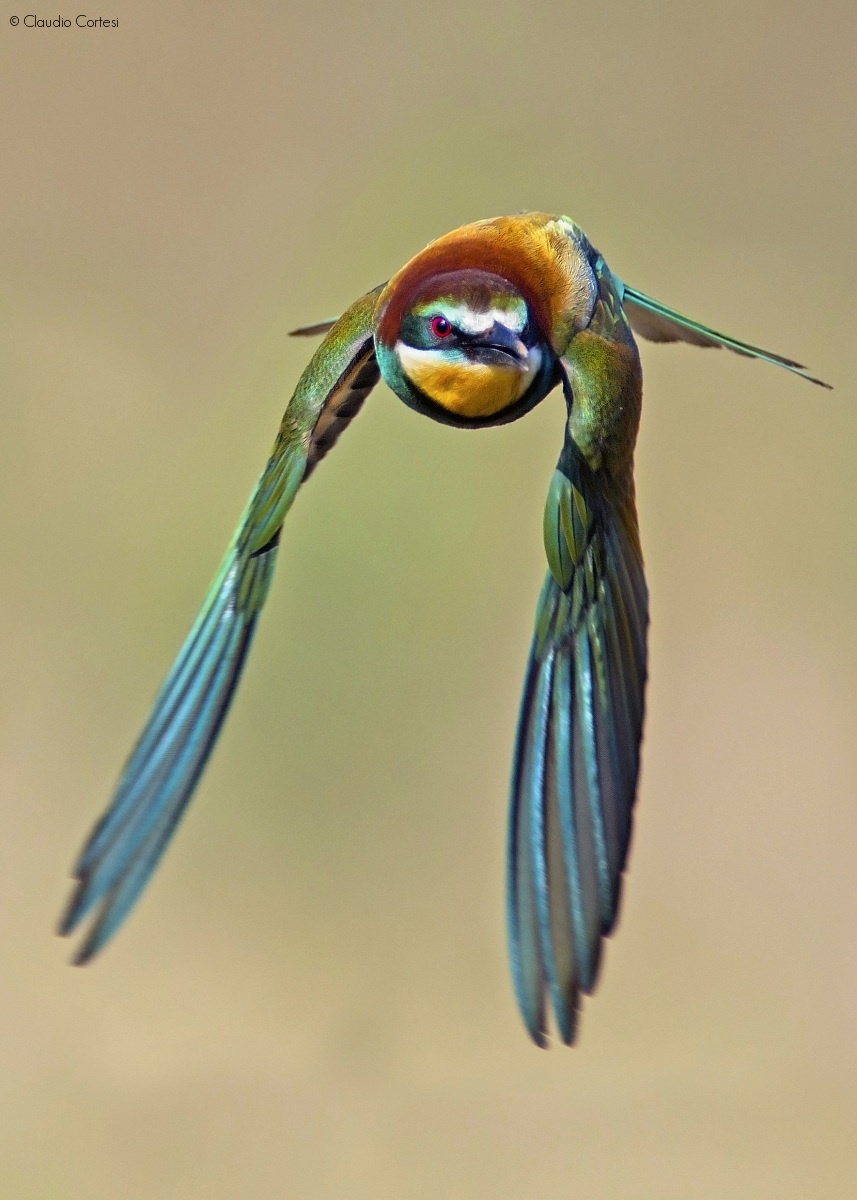 Bee-Eater in Flight...