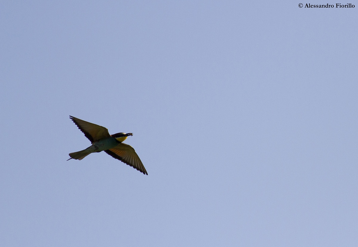 Bee-eater with wasp...