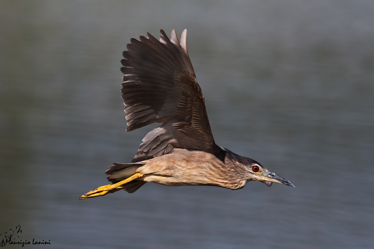 Young Night Heron in flight...