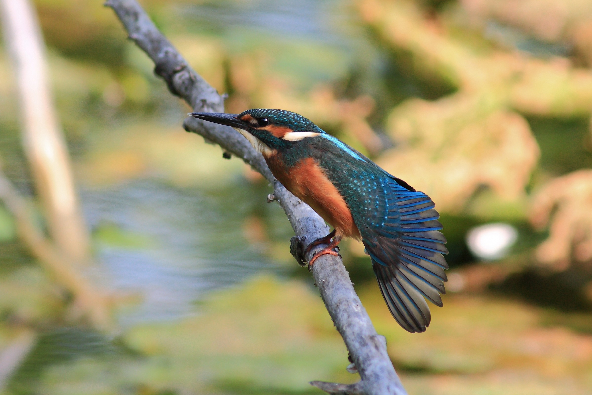 Kingfisher stratching...