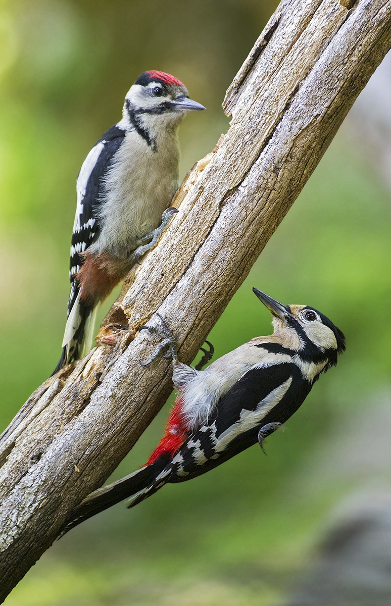 woodpecker above and below...