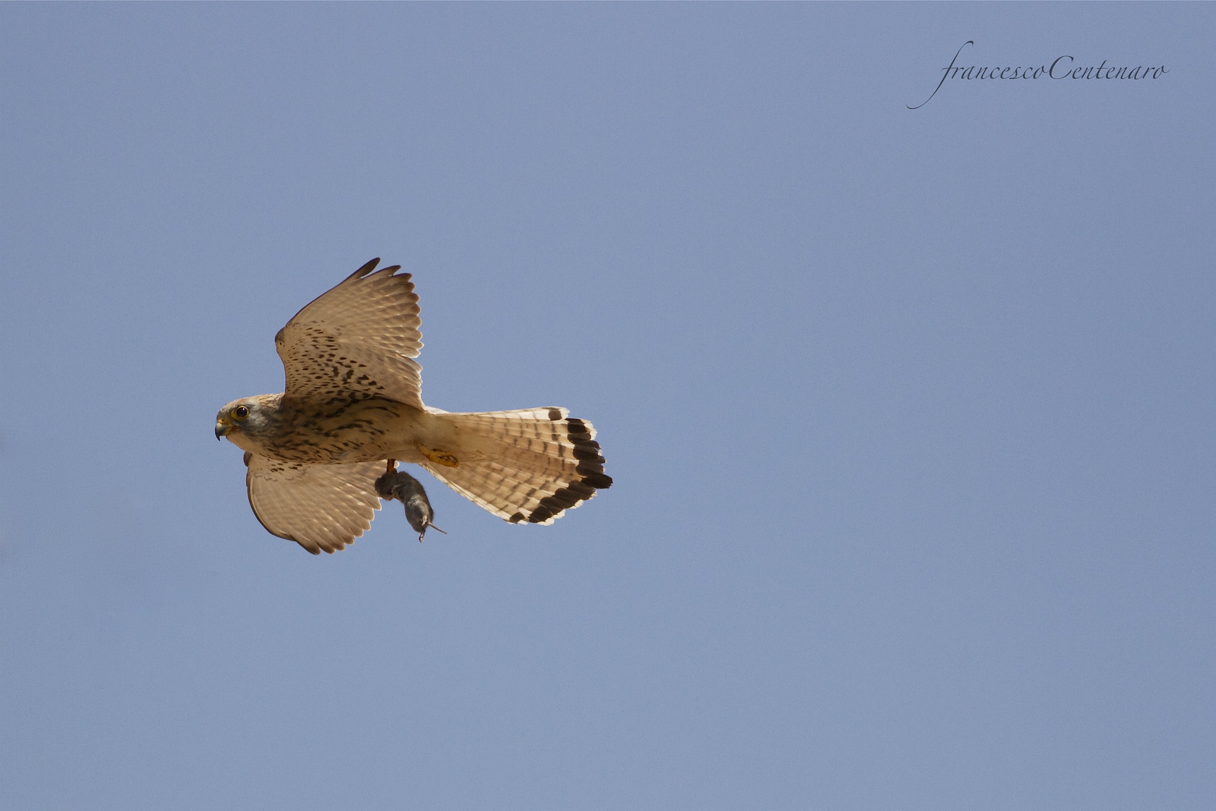 Falcon Kestrel in flight with prey...