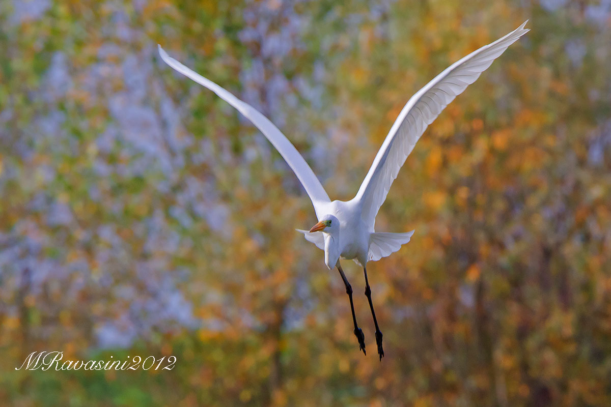 heron-white-greater...