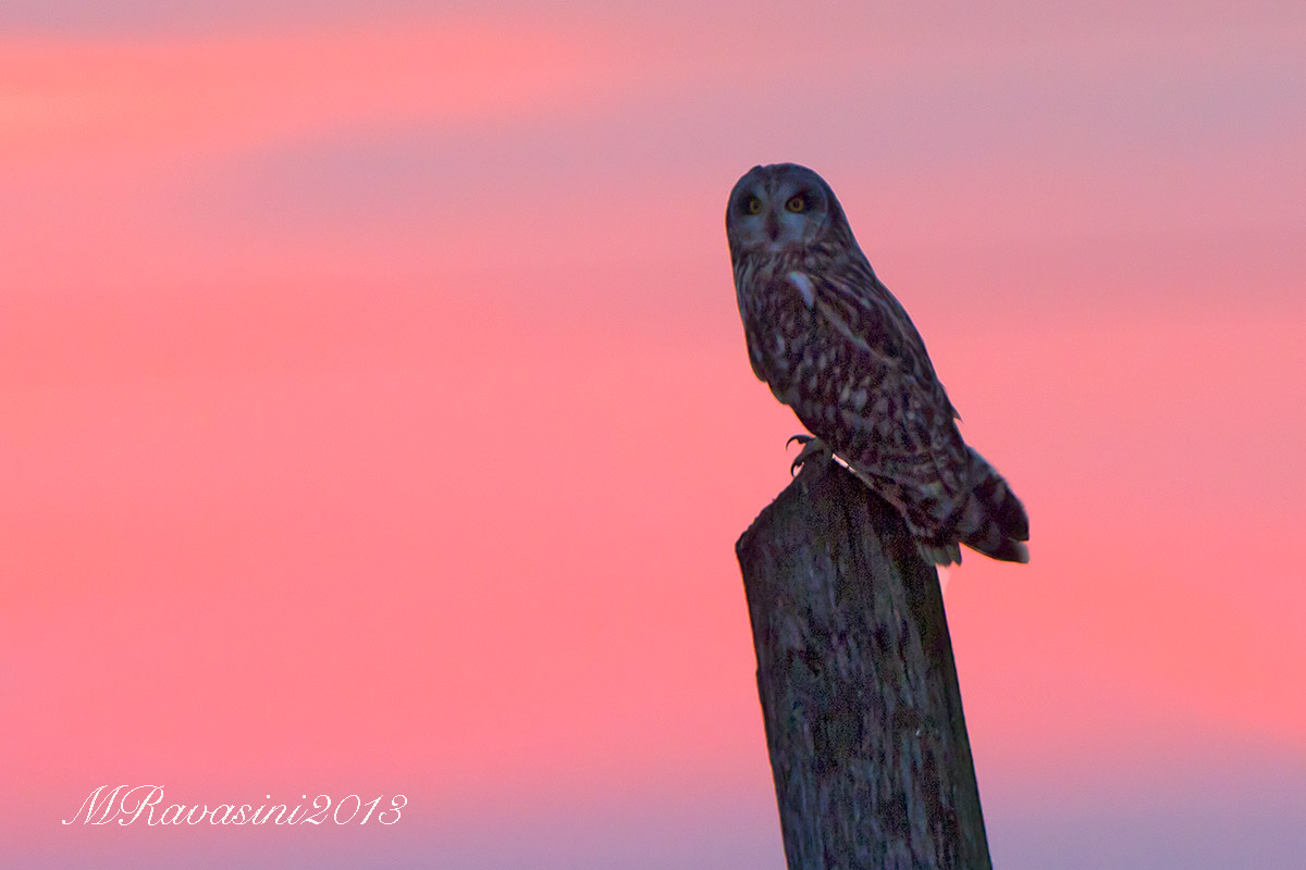 owl-of-fen-sunset...