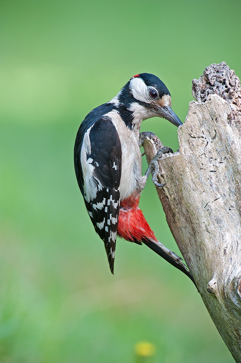 woodpecker...