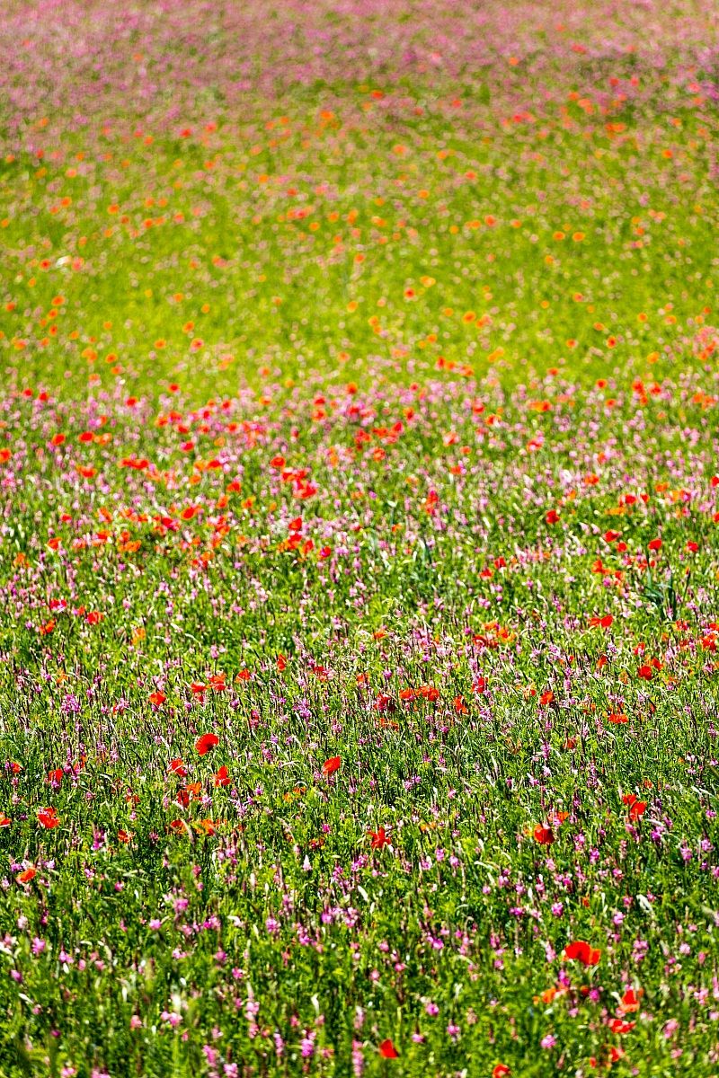 Flowers in the Nera Valley (2)...