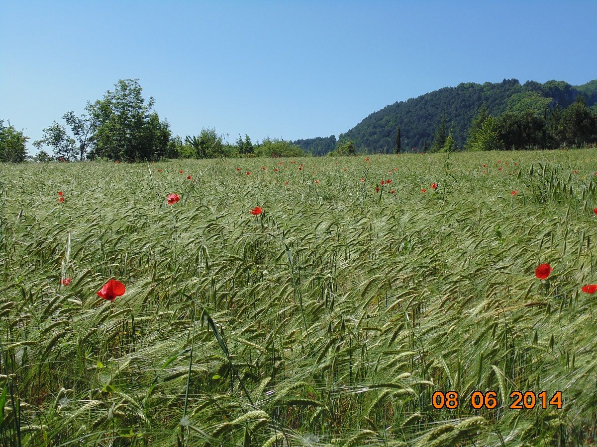 Wheat and poppies...