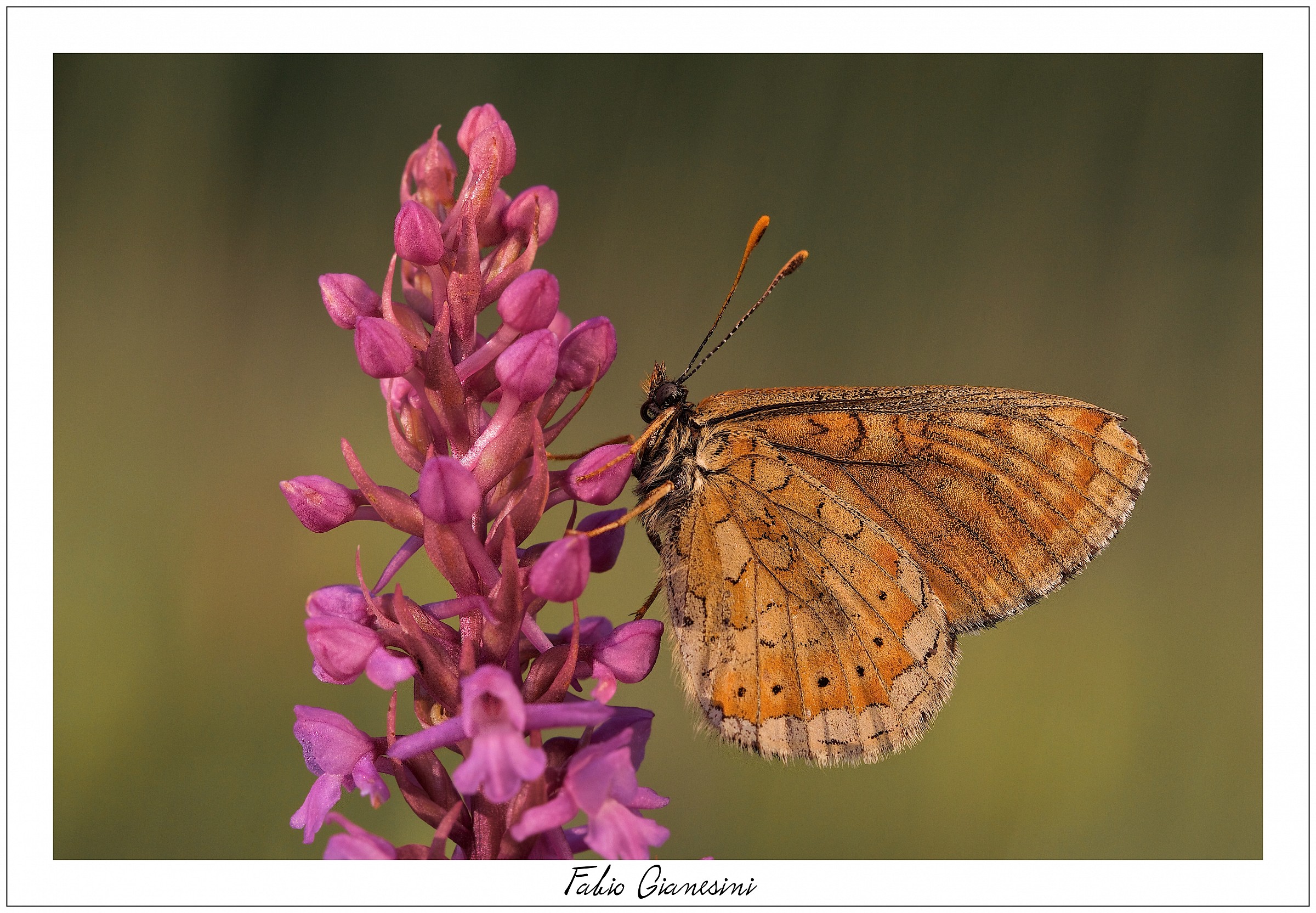 Orchidea e farfalla...