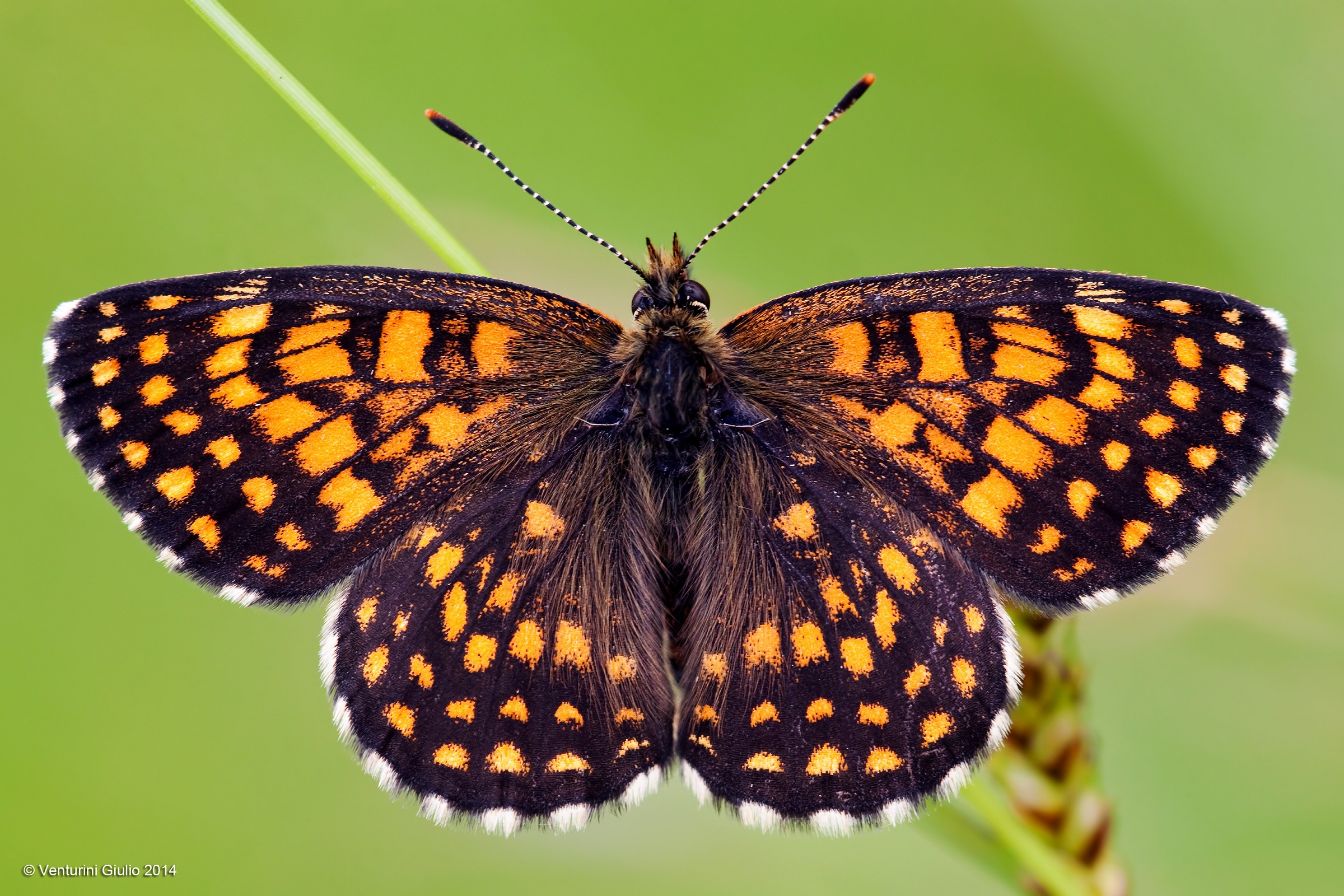 Boloria selene a pieno fotogramma...