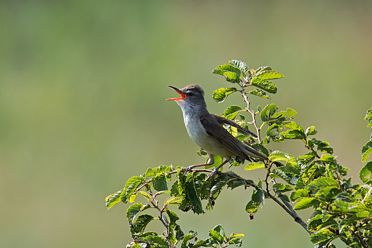 Warbler...