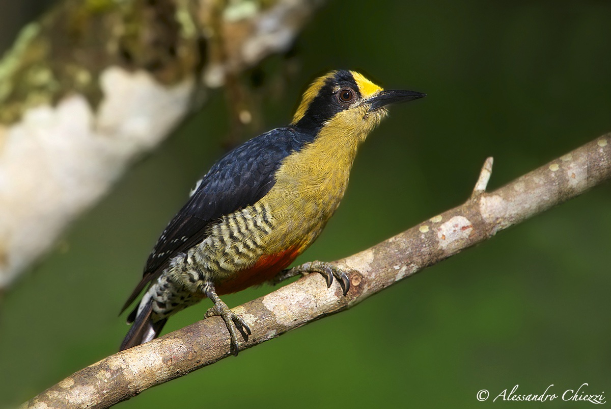 Golden nape Woodpecker (female)...